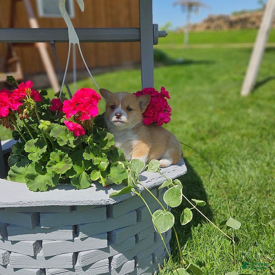 Welsh Corgi Pembroke dogs for sale: Popcorn - Image 8