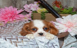 Cavalier King Charles Spaniel dogs for sale: Destiny - Image 1