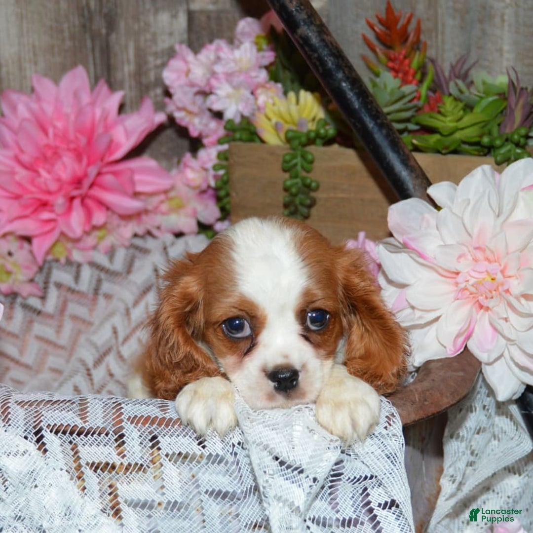 Cavalier King Charles Spaniel dogs for sale: Destiny - Image 1