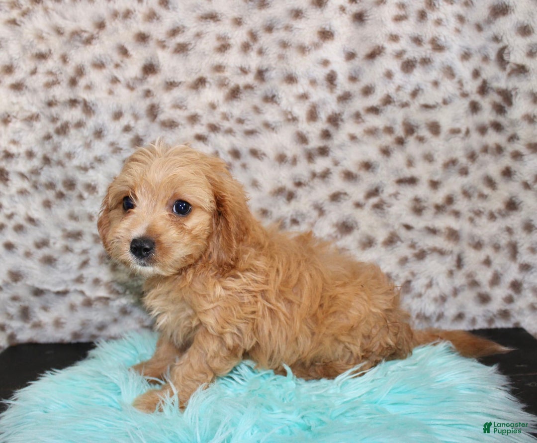 Cavapoo dogs for sale: Cavapoo 7 puppies - Image 4