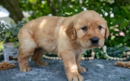 Golden Retriever dogs for sale: Layla - Image 2