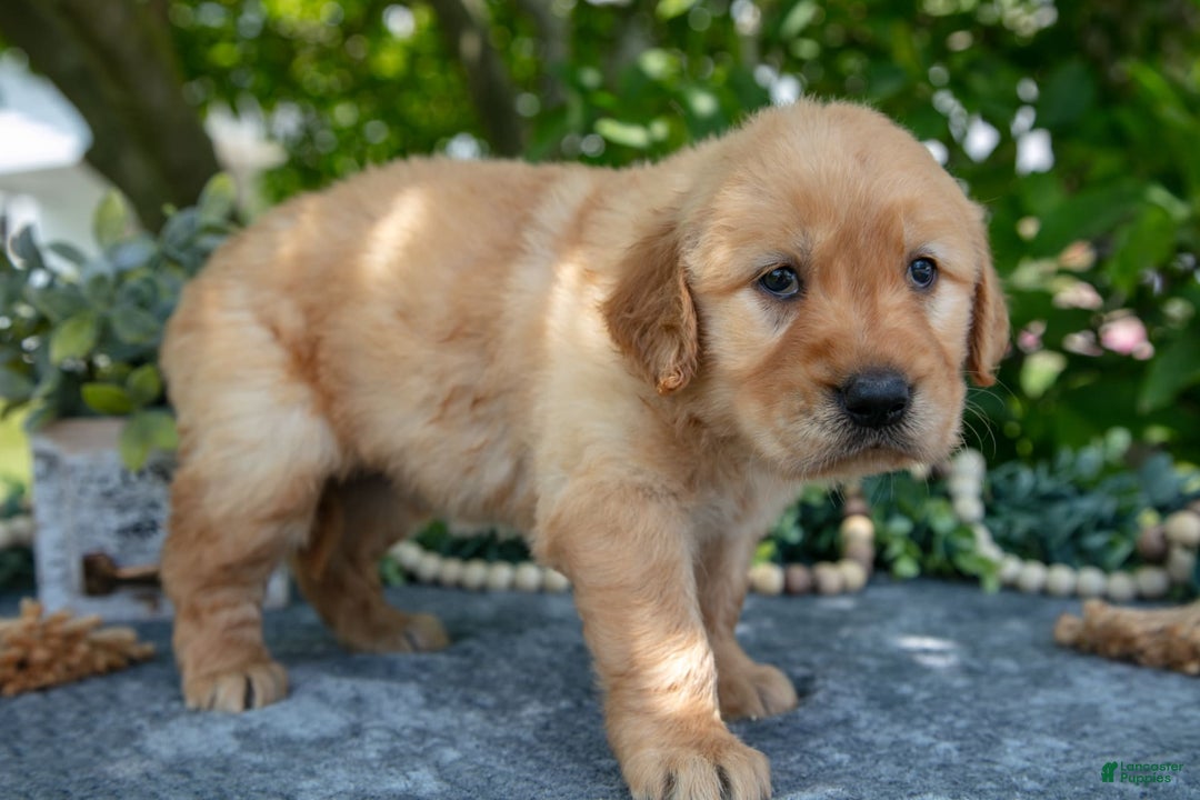 Golden Retriever dogs for sale: Layla - Image 2