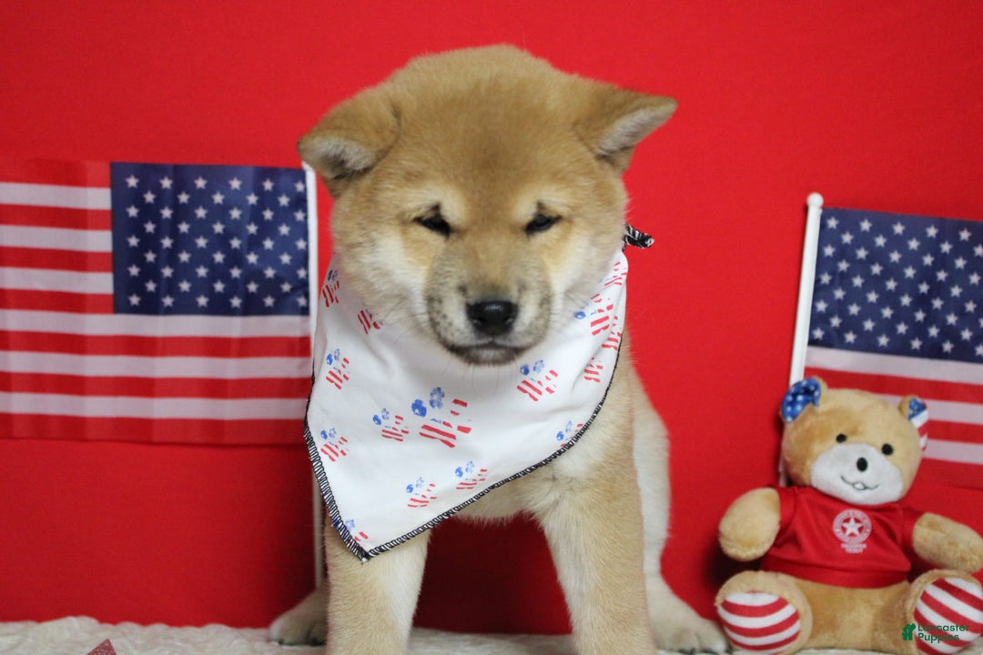 Shiba Inu dogs for sale: Larry - Image 42