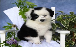 Miniature Australian Shepherd dogs for sale: Axel Toy - Image 24