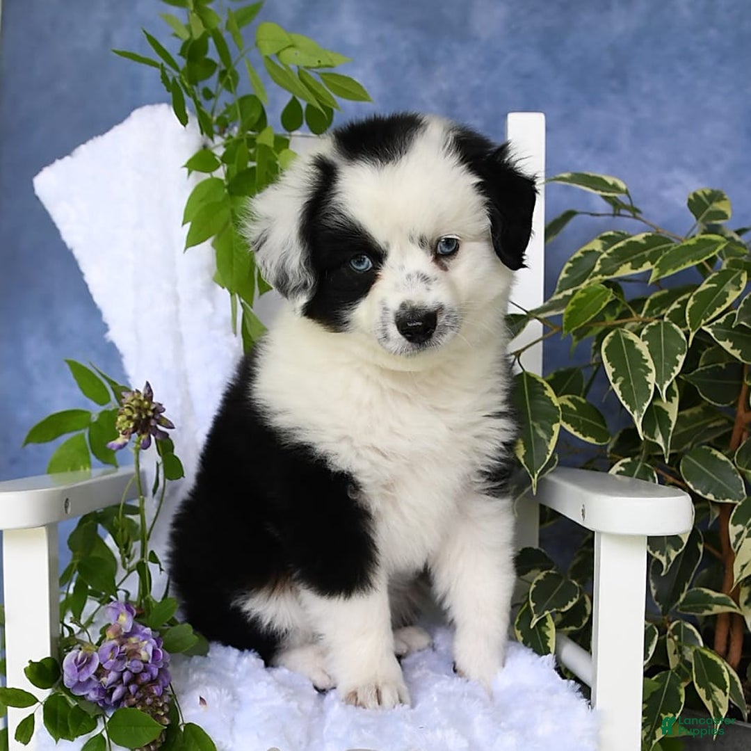 Miniature Australian Shepherd dogs for sale: Axel Toy - Image 24