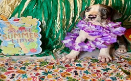 Great Dane dogs for sale: Sally Akc Harlequin - Image 6