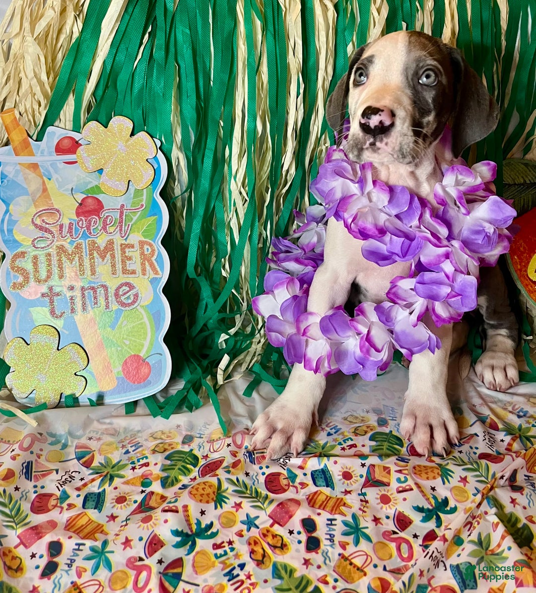 Great Dane dogs for sale: Sally Akc Harlequin - Image 6
