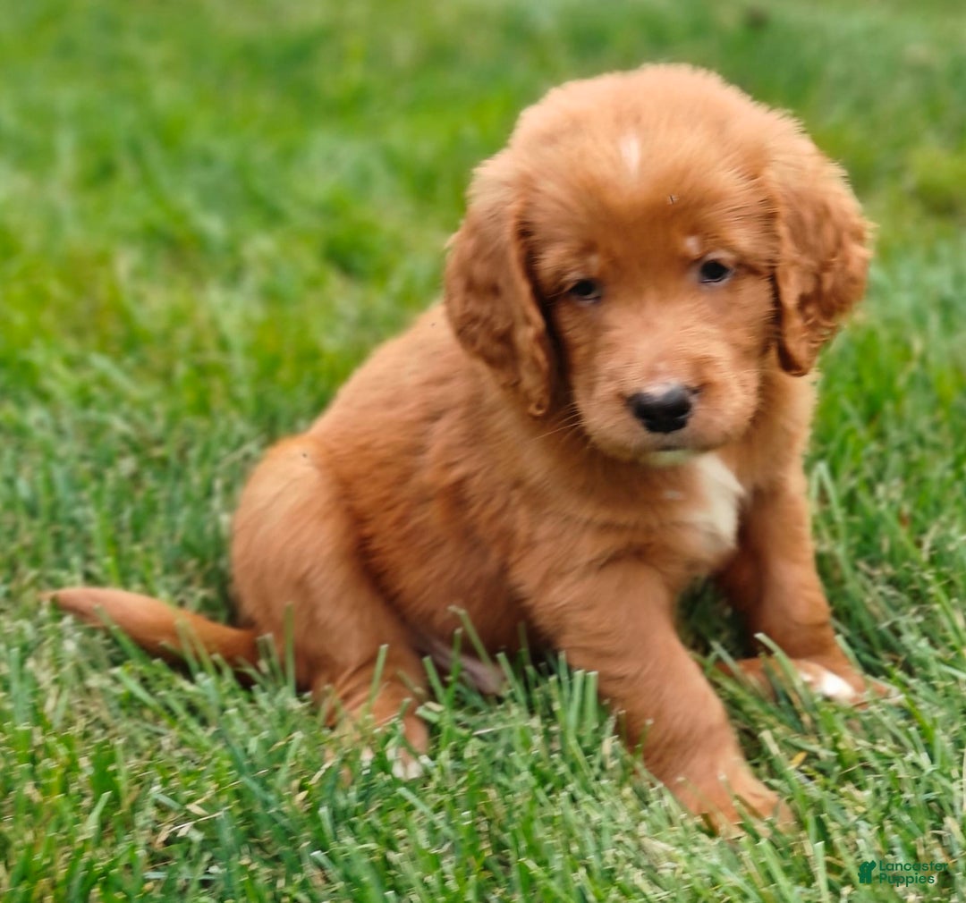 Goldendoodle dogs for sale: River - Image 13