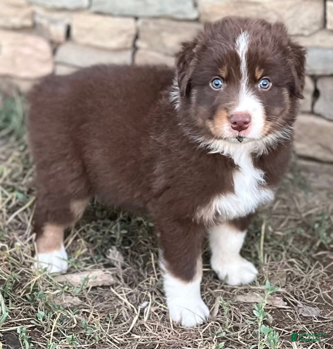 Australian Shepherd dogs for sale: Chance - Image 2
