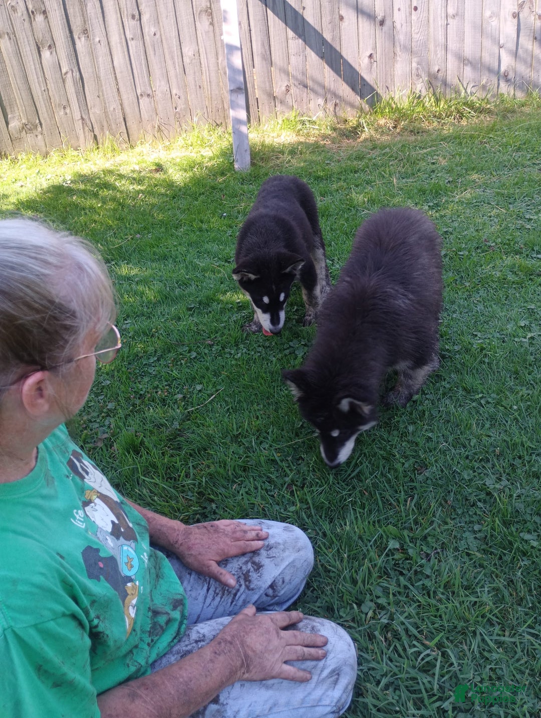 Alaskan Malamute dogs for sale: Puppy 1 - Image 2