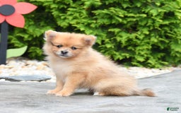 Pomeranian dogs for sale: Apollo - Image 3