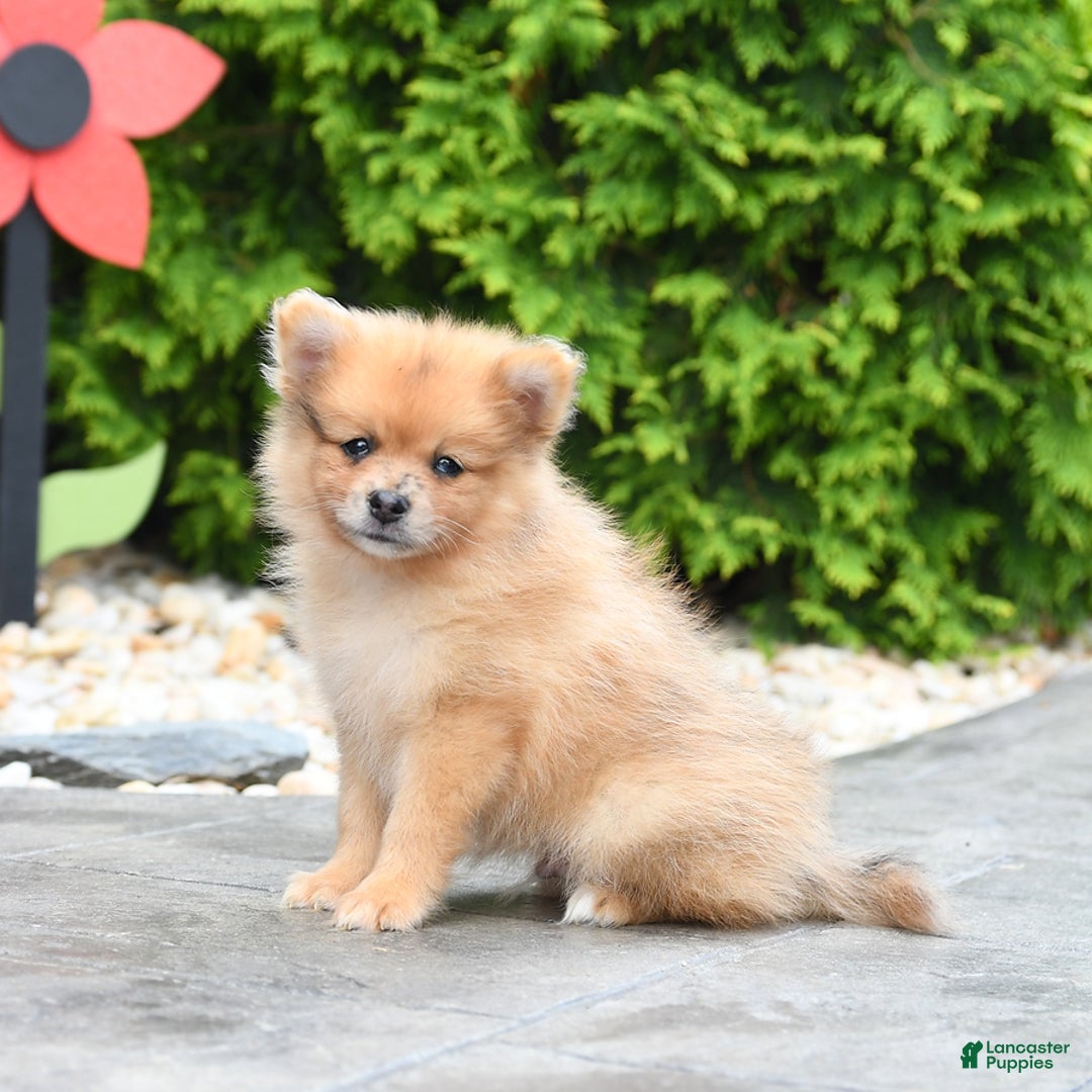 Pomeranian dogs for sale: Apollo - Image 3