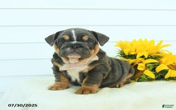 English Bulldog dogs for sale: Georgia - Image 1