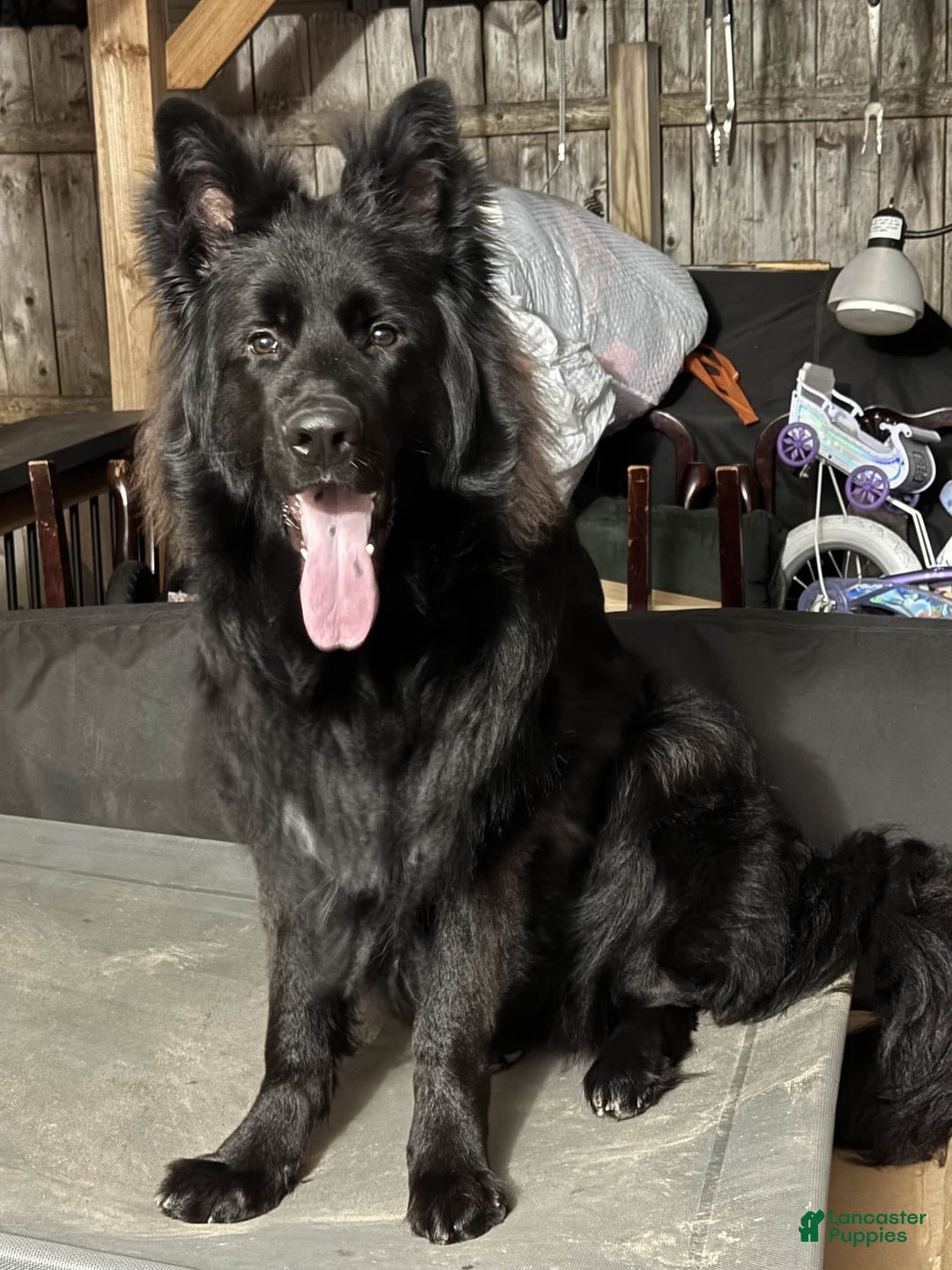 German Shepherd dogs for stud: SIMBA - Image 8