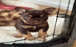 French Bulldog dogs for sale: Amara - Image 1