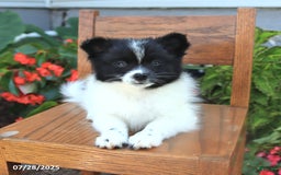 Pomeranian dogs for sale: Pomeranian 4 puppies - Image 7