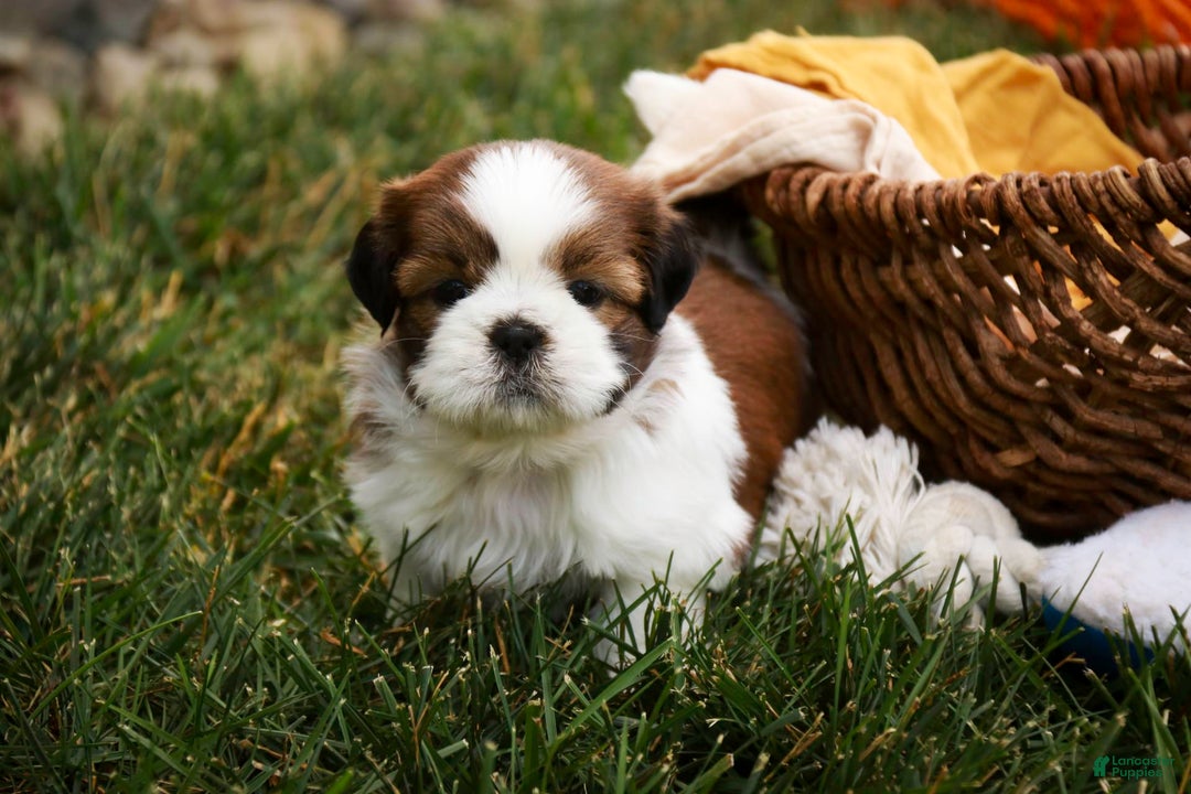 Shih Tzu dogs for sale: Brett - Image 3