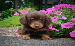 Miniature Dachshund dogs for sale: Snoopy - Image 1