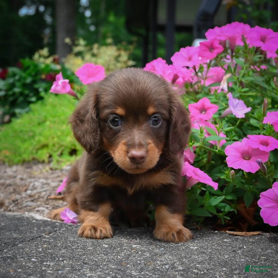 Miniature Dachshund dogs for sale: Snoopy - Image 1