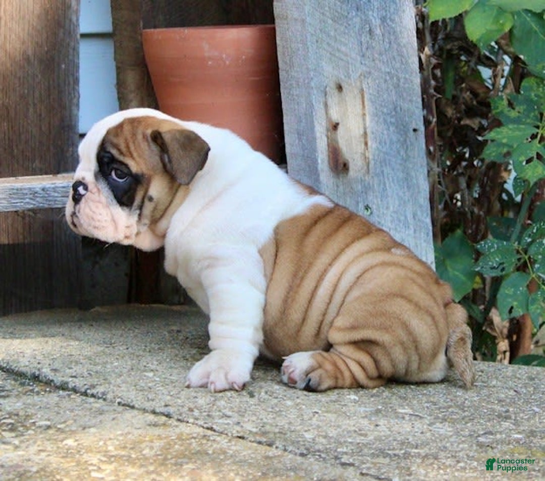 English Bulldog dogs for sale: Wendy - Image 15
