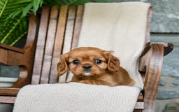 Cavalier King Charles Spaniel dogs for sale: Sweetie - Image 10