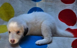 Border Collie dogs for sale: Grace - Image 11
