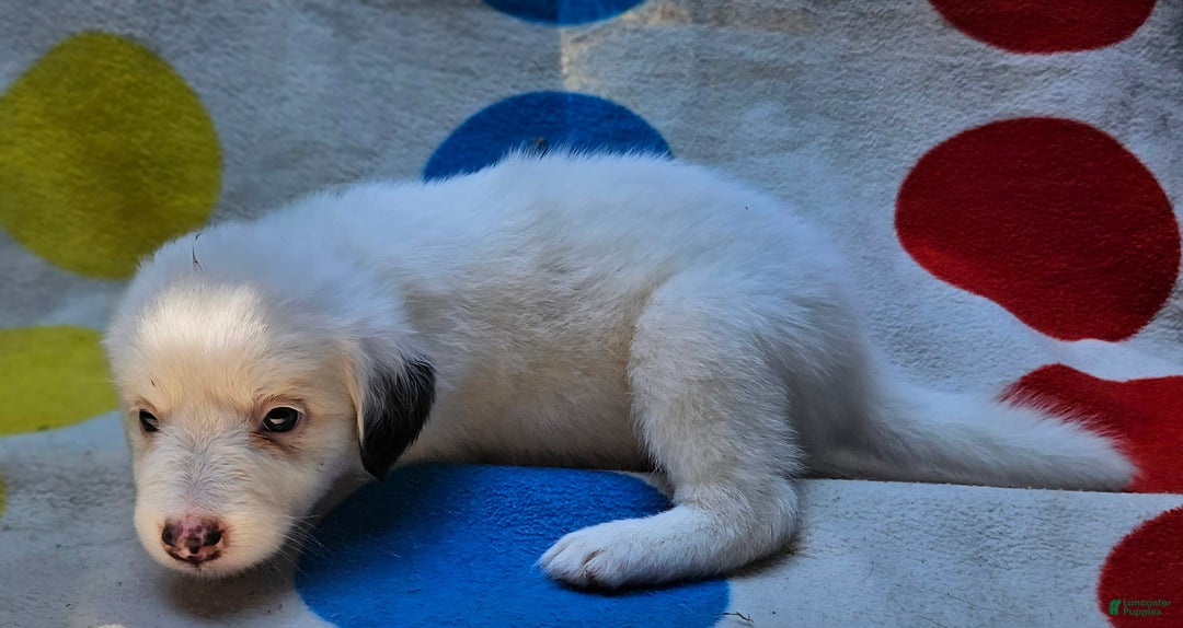 Border Collie dogs for sale: Grace - Image 11