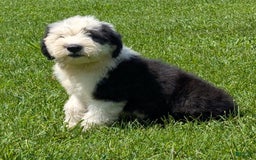 Old English Sheepdog dogs for sale: Floofy - Image 2