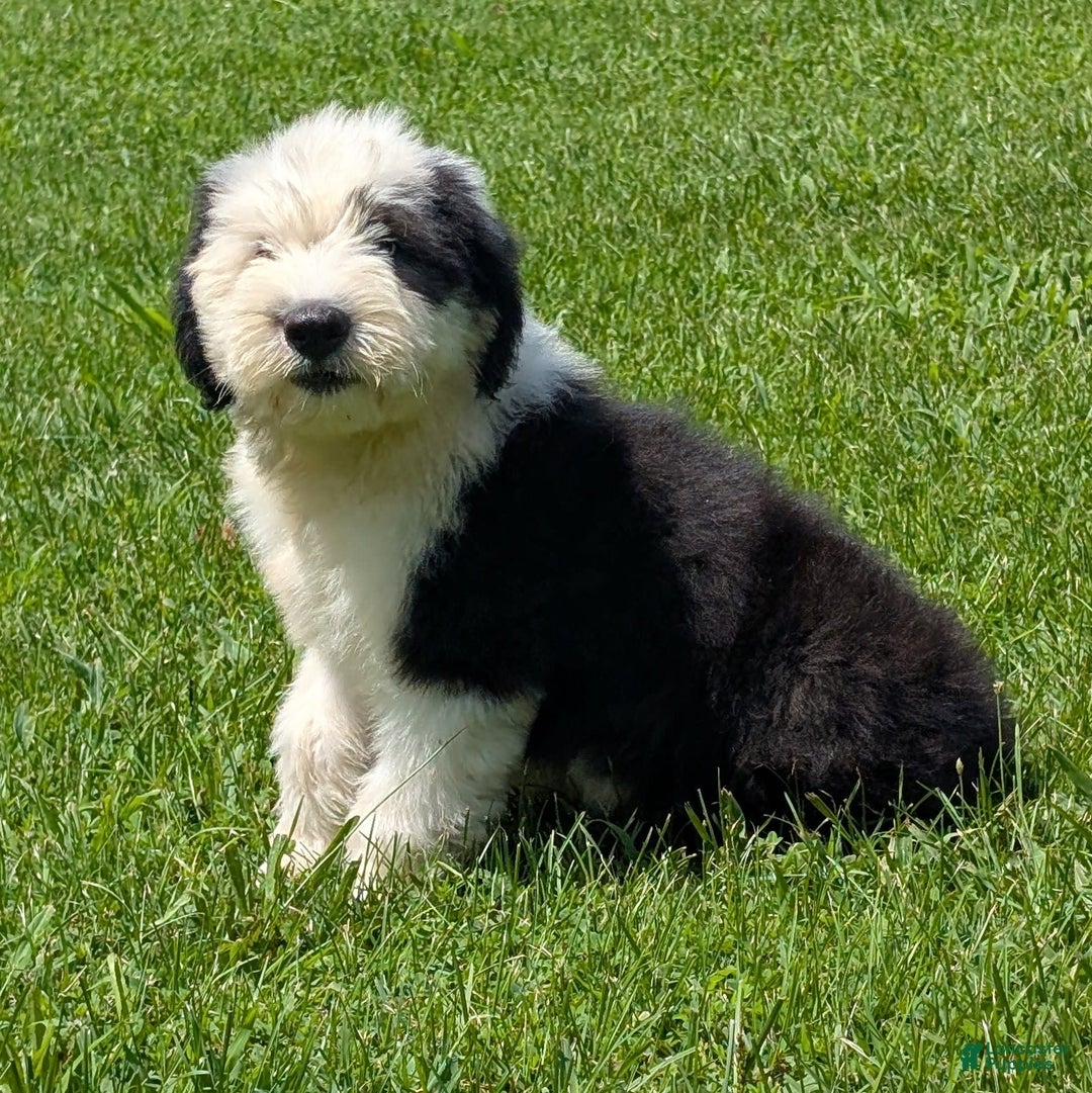 Old English Sheepdog dogs for sale: Floofy - Image 2
