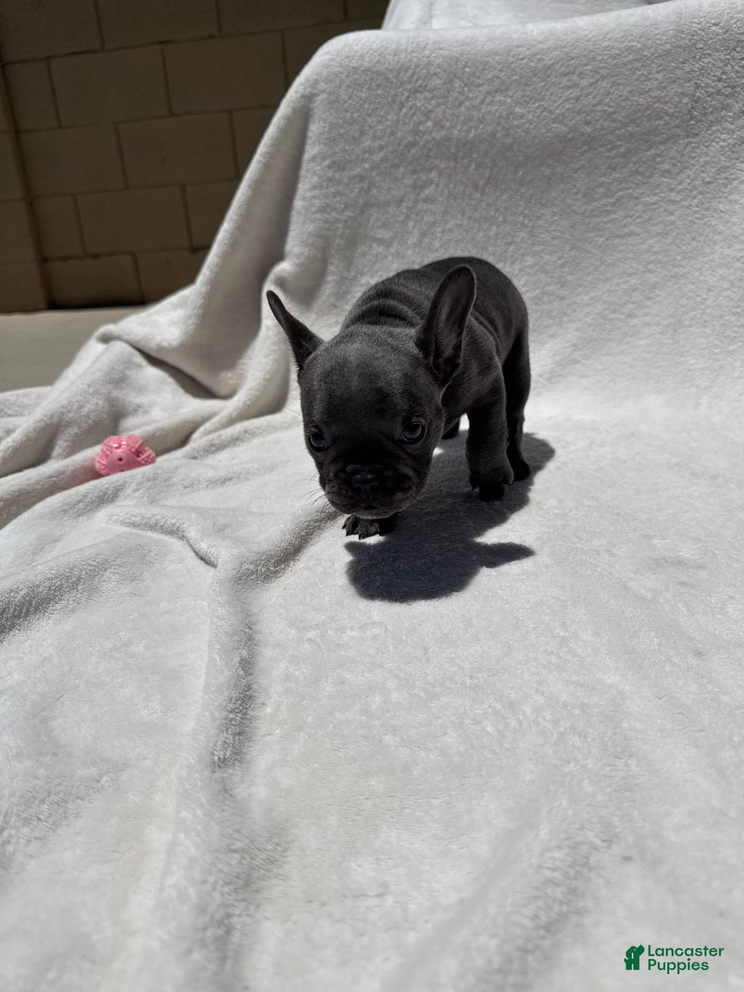 French Bulldog dogs for sale: Kitana - Image 1