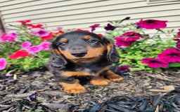 Miniature Dachshund dogs for sale: Ledger - Image 2