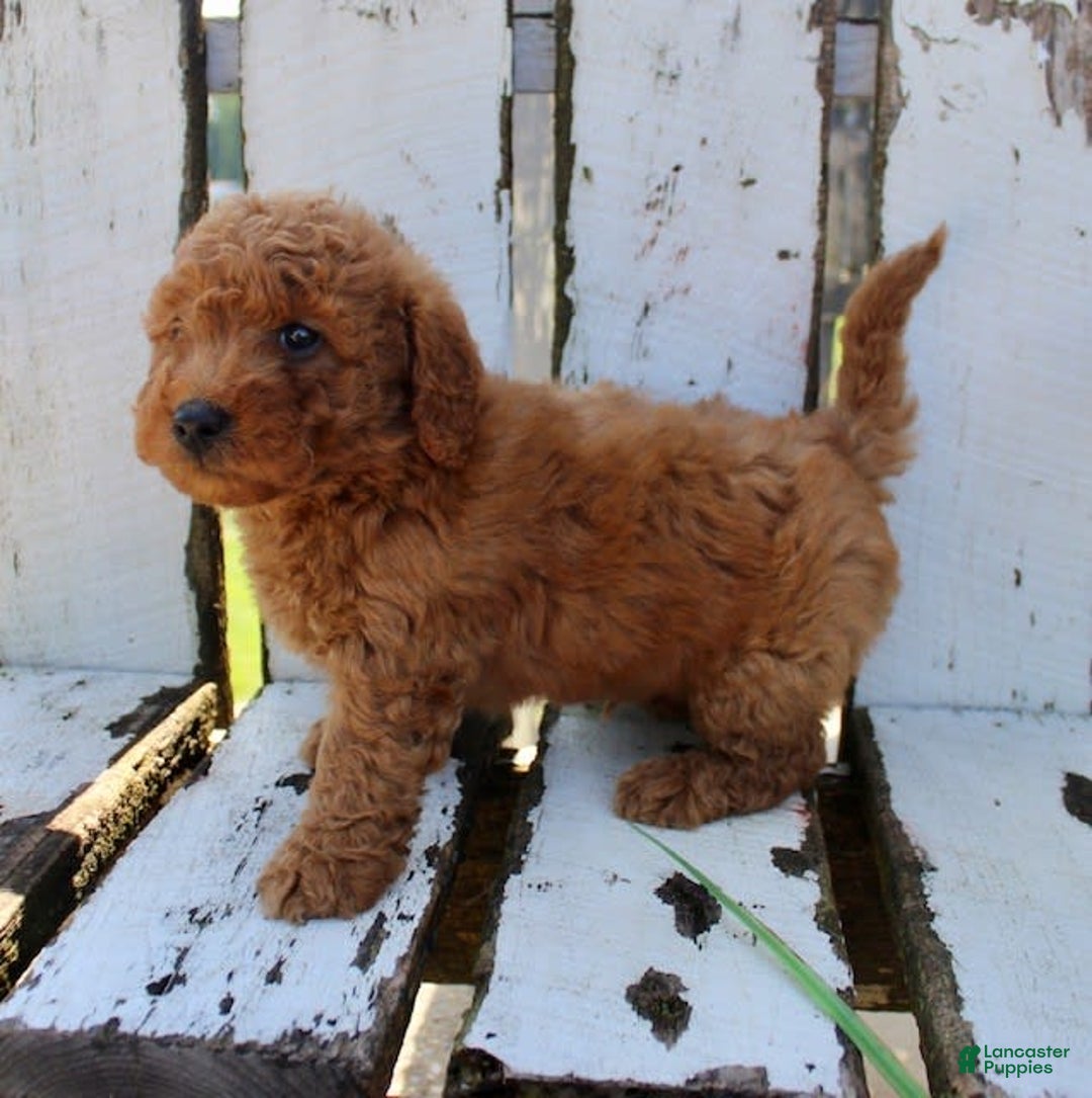 Mini Goldendoodle dogs for sale: Taylor - Image 3