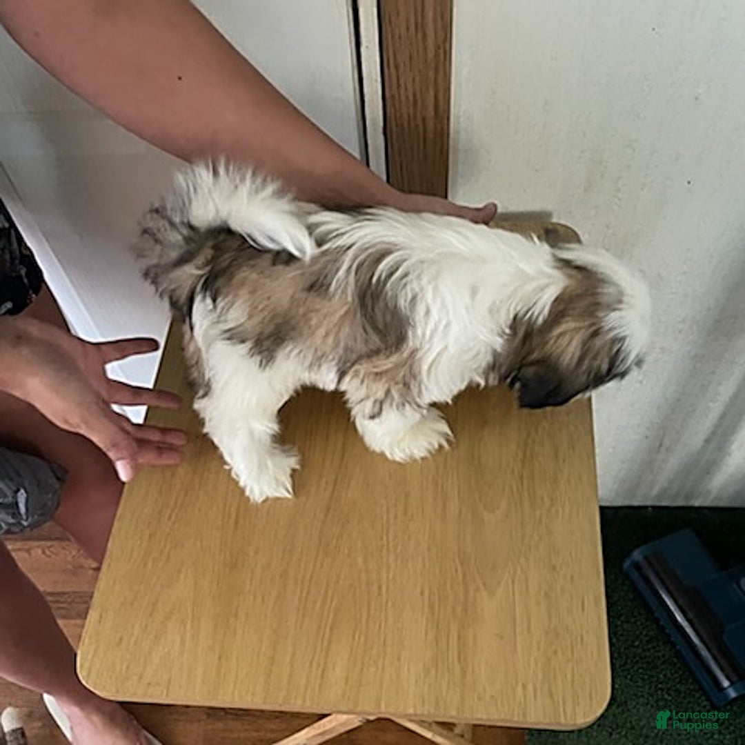 Shih Tzu dogs for sale: Little Rascal - Image 3