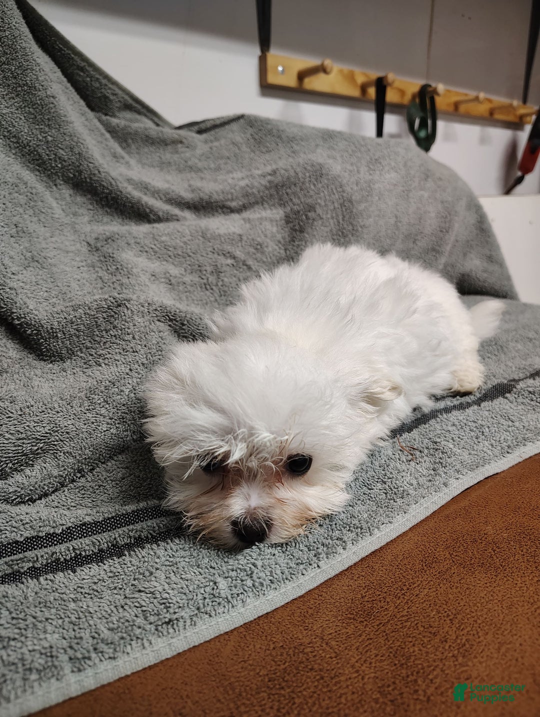 Morkie dogs for sale: Lilly - Image 6