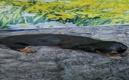 Miniature Dachshund dogs for sale: Smoke - Image 2