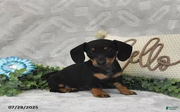 Miniature Dachshund dogs for sale: Kora - Image 3