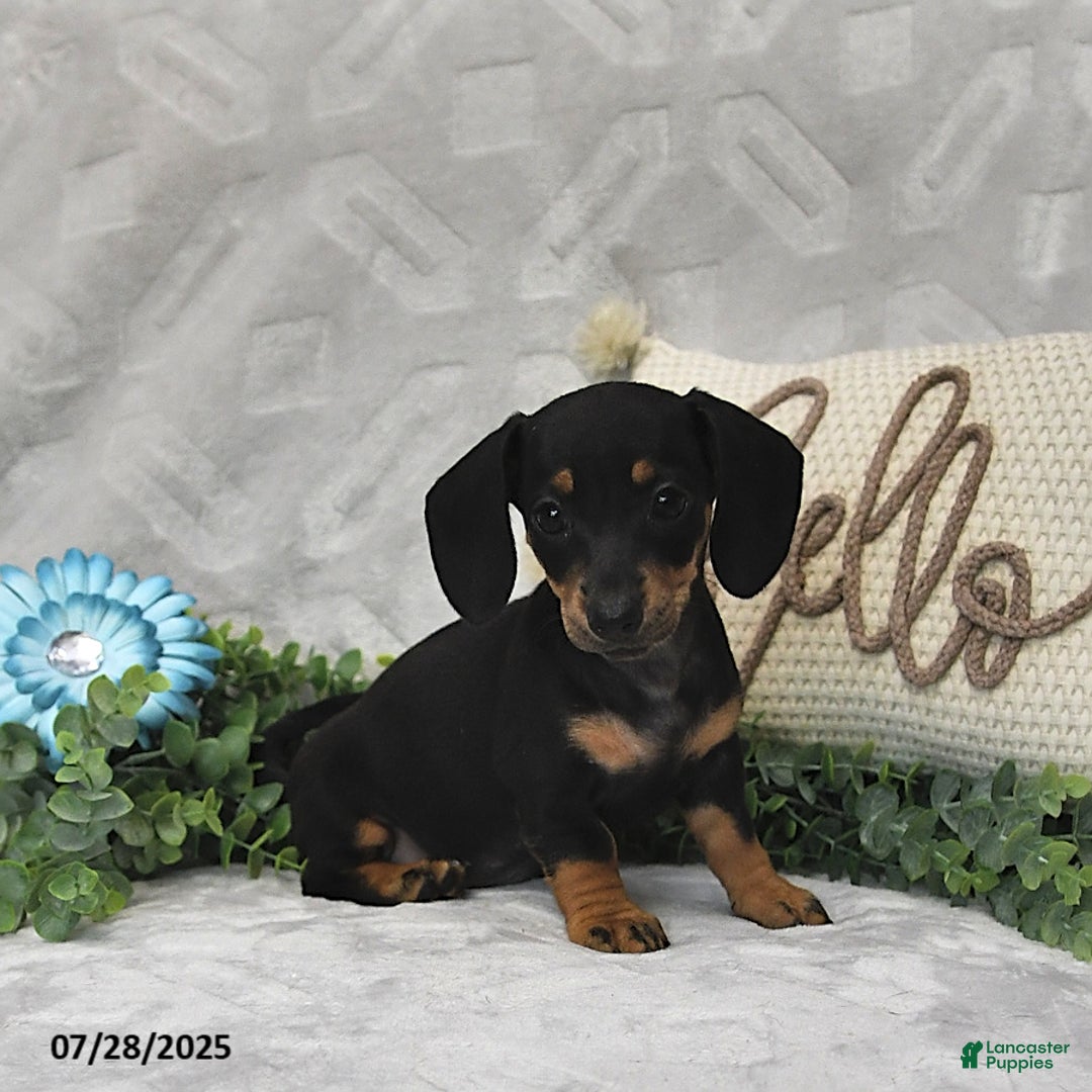 Miniature Dachshund dogs for sale: Kora - Image 3