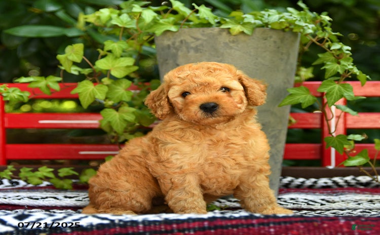 Mini Goldendoodle dogs for sale - Ad 4