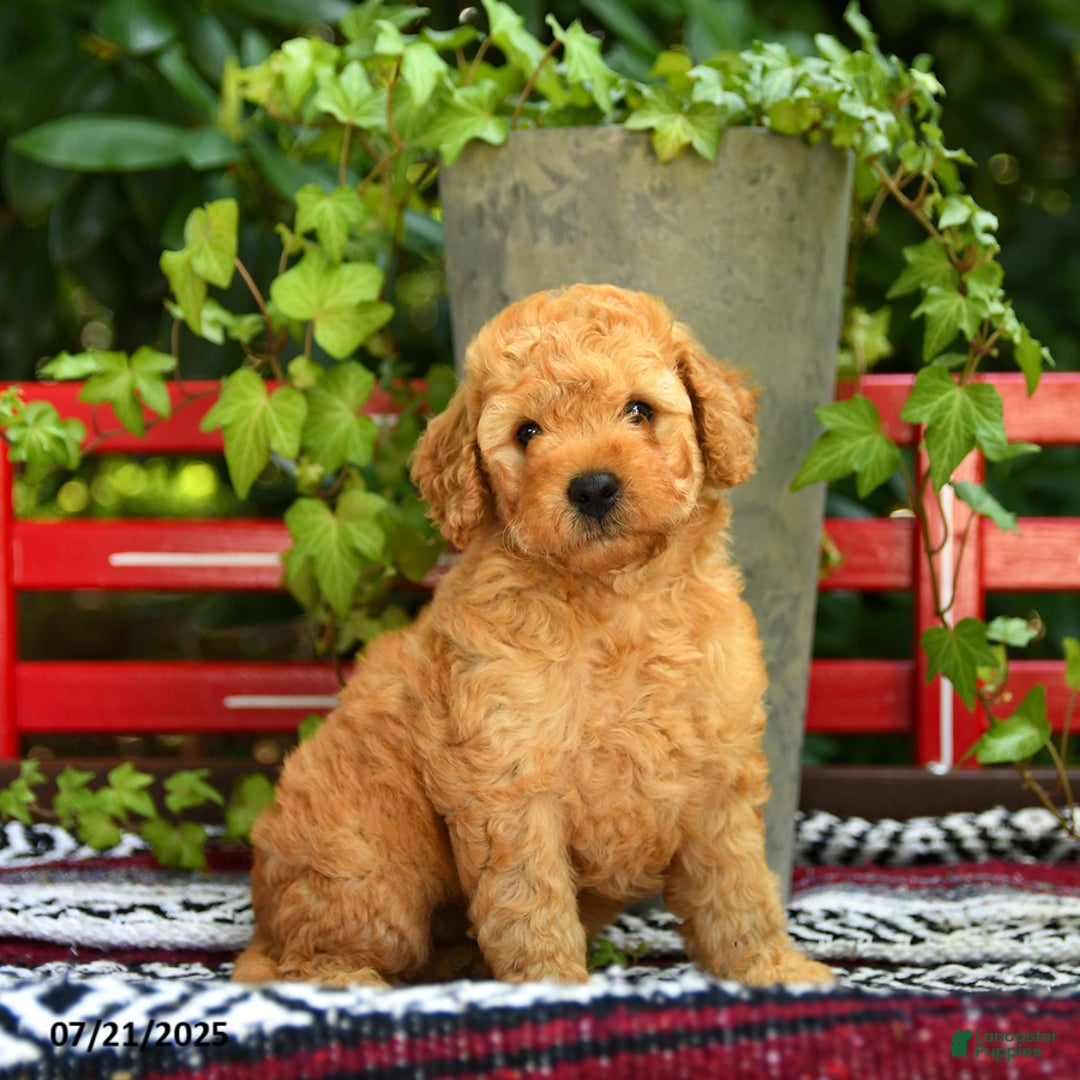 Mini Goldendoodle dogs for sale: Champ - Image 1