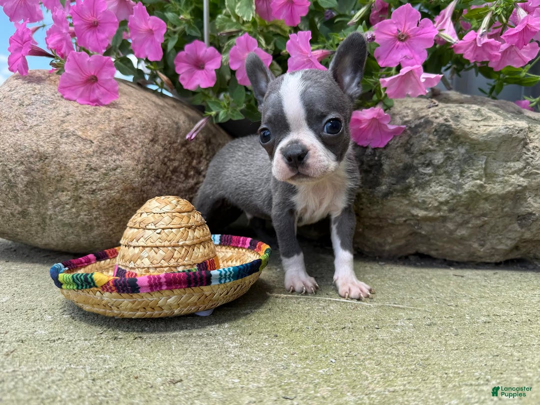 Boston Terrier dogs for sale: Peanut - Image 3