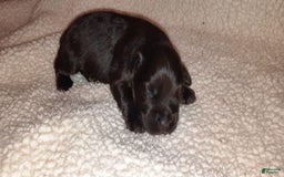Miniature Schnauzer dogs for sale: Girl3 - Image 9
