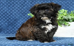Havapoo dogs for sale: Elvis - Image 7