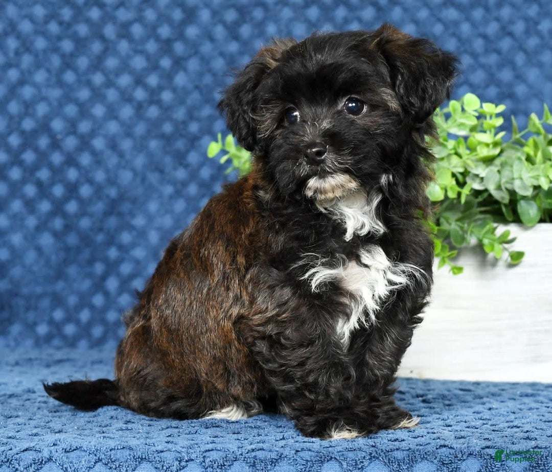 Havapoo dogs for sale: Elvis - Image 7