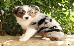 Miniature Australian Shepherd dogs for sale: Avery - Image 7