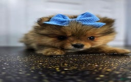 Pomeranian dogs for sale: Wish Bear - Image 8