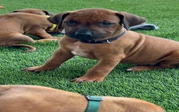 Rhodesian Ridgeback dogs for sale: Captain - Image 7