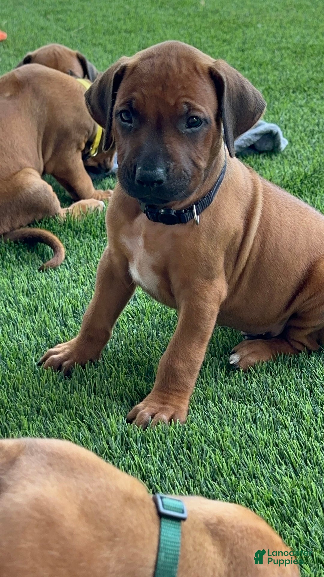 Rhodesian Ridgeback dogs for sale: Captain - Image 7