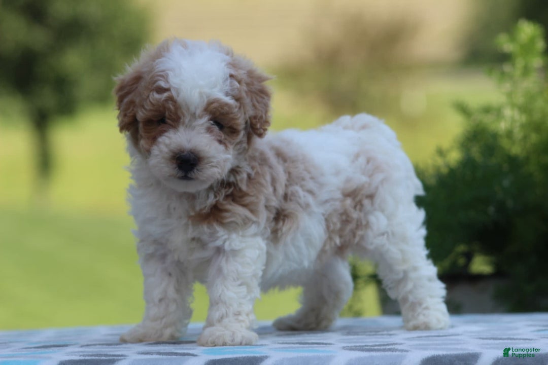 Maltipoo dogs for sale: Max - Image 6