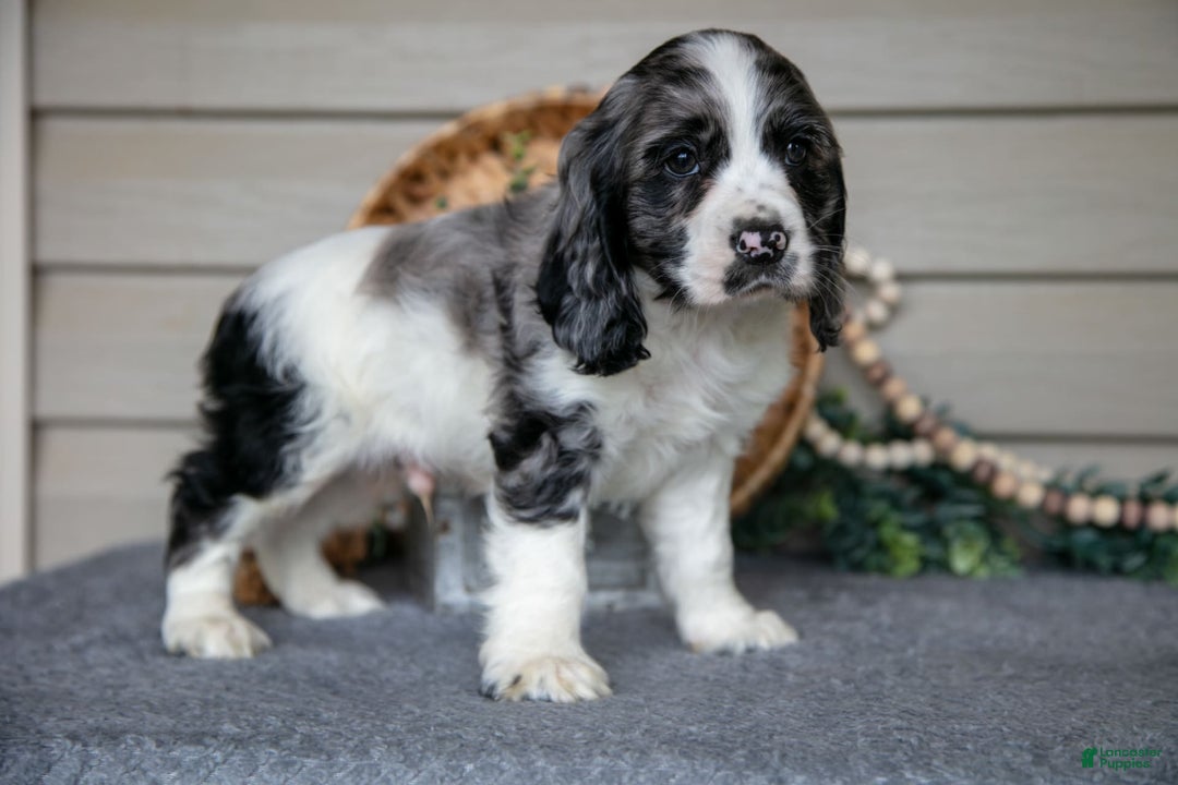 Cocker Spaniel dogs for sale: Jack - Image 1