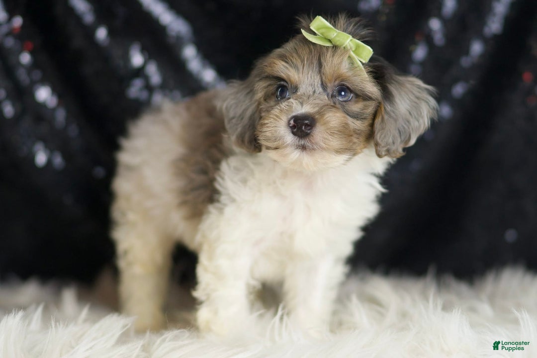 Yorkiepoo dogs for sale: Zeke - Image 2